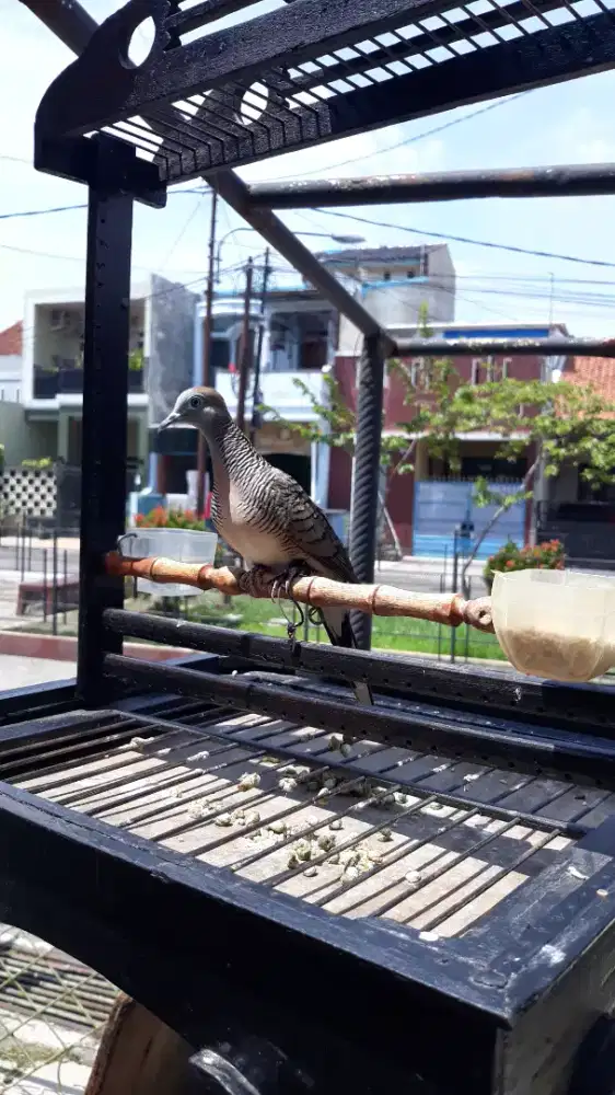 Perkutut jinak udah mulai rajin