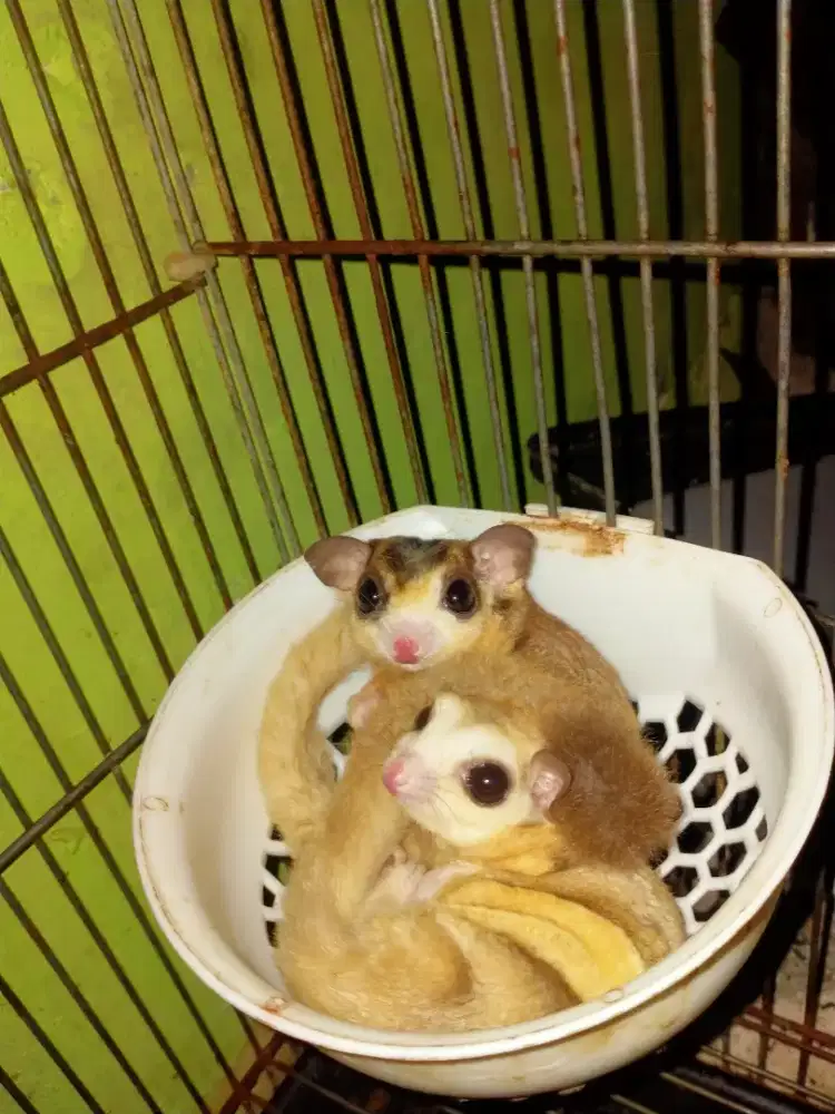 Sugar glider sepasang sudah produksi