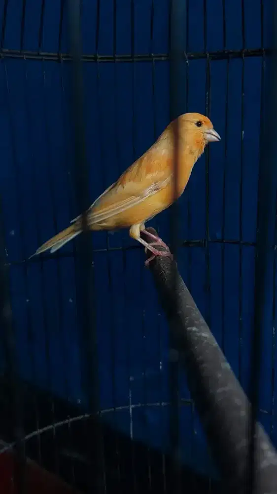 Burung kenari jantan