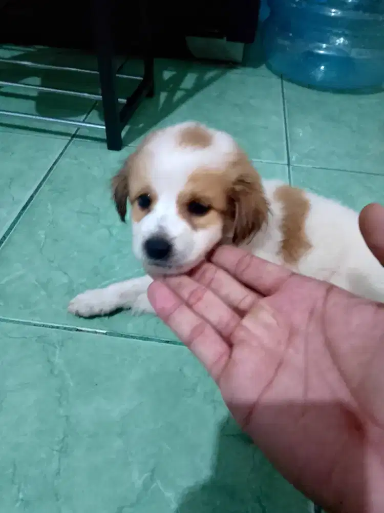 Jual anjing mixedbreed