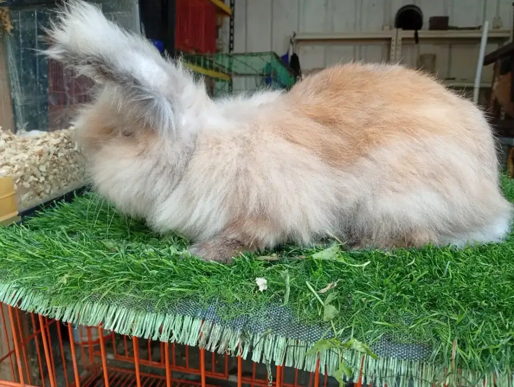 Kelinci anggora dewasa