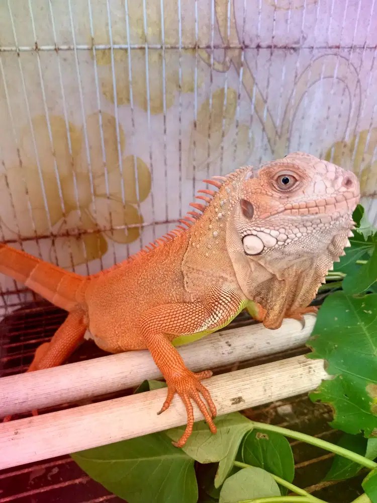 Iguana Red Hypo 60cm Up Ganteng