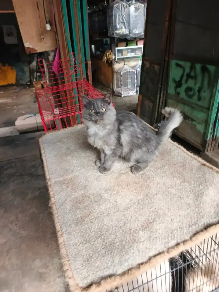 Persia betina 4 bulan