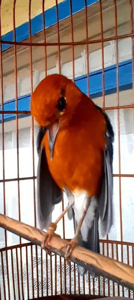 BURUNG ANIS MERAH GACOR TELER BAGUS MINUS