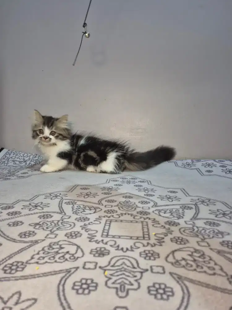 KITTEN MUNCHKIN JANTAN LONGHAIR 2.5 BULAN