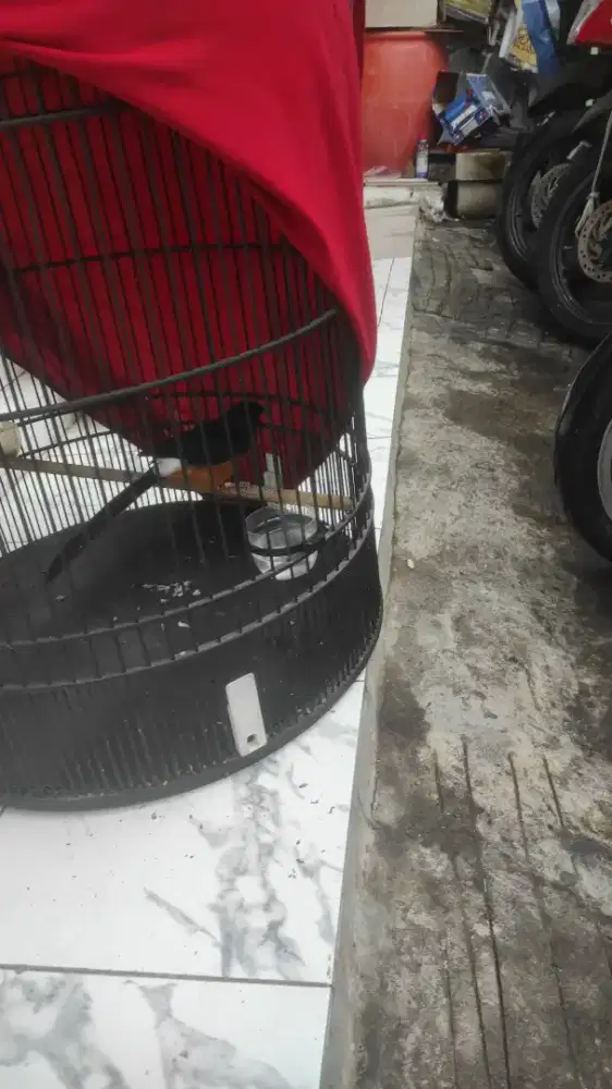 Murai gacor dor prestasi fullset