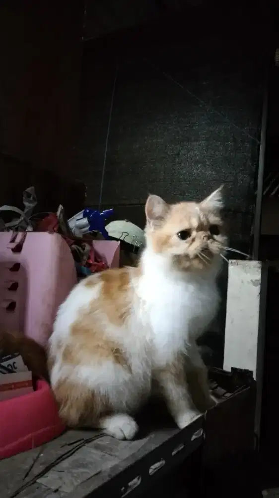 Kucing Persia Exo Shorthair  jantan