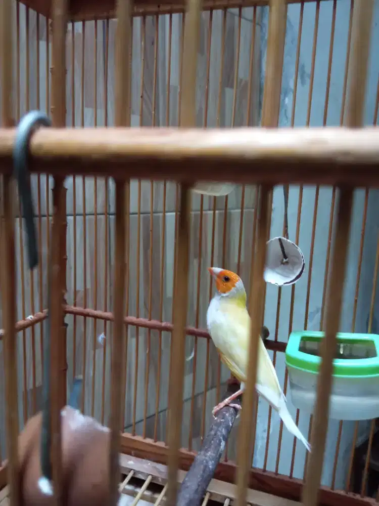 Gould Amadine Jantan