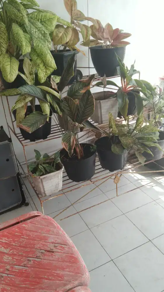 Dijual Rak bunga besi 3 tingkat 350k