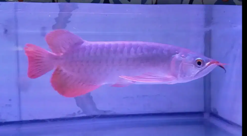 Arwana super red 30cm