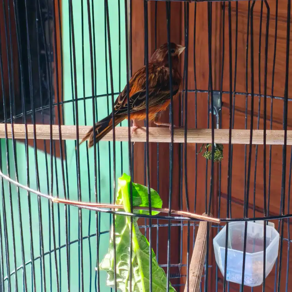 Kenari RB/BR paud rajin bunyi mulus fs