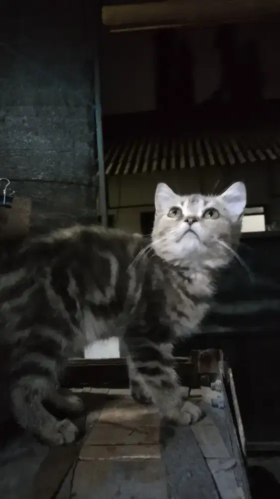 American Shorthair Betina