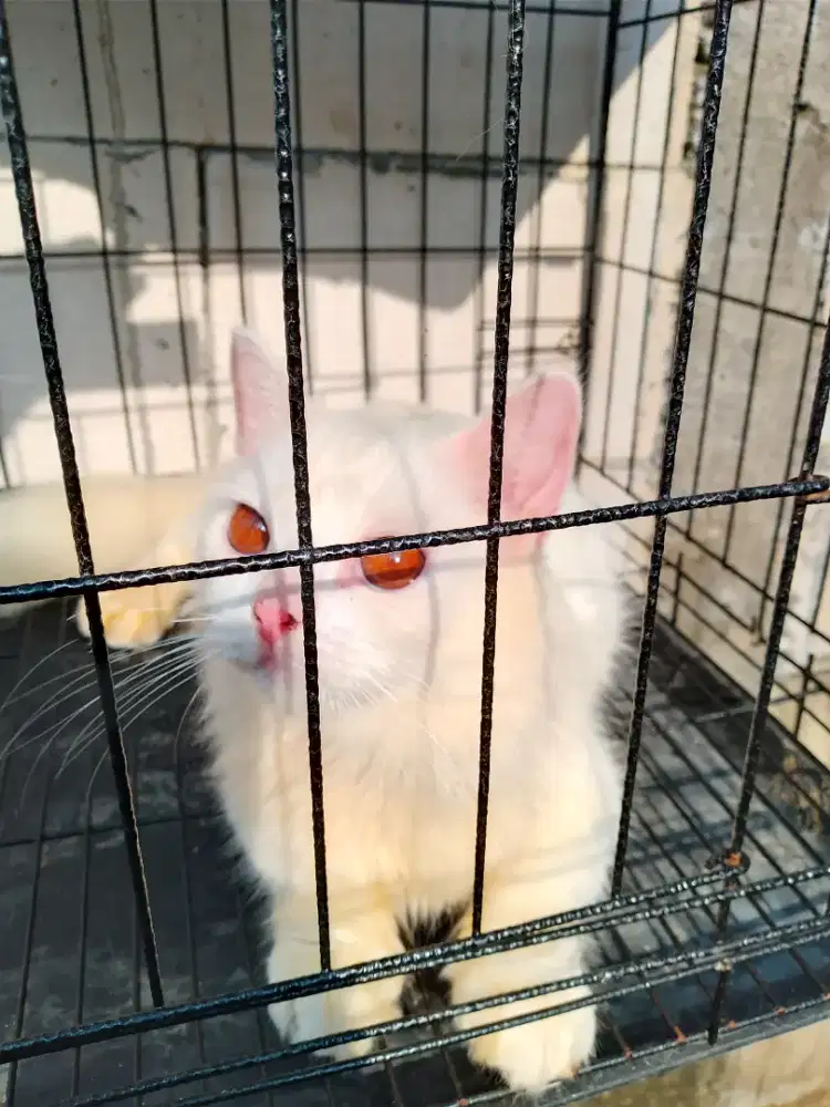 Kucing cebol kaki pendek