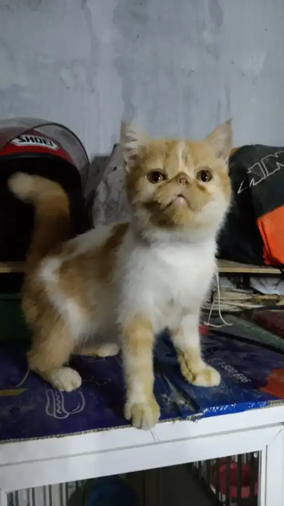 Kucing Persia Flatnose Krem Jantan