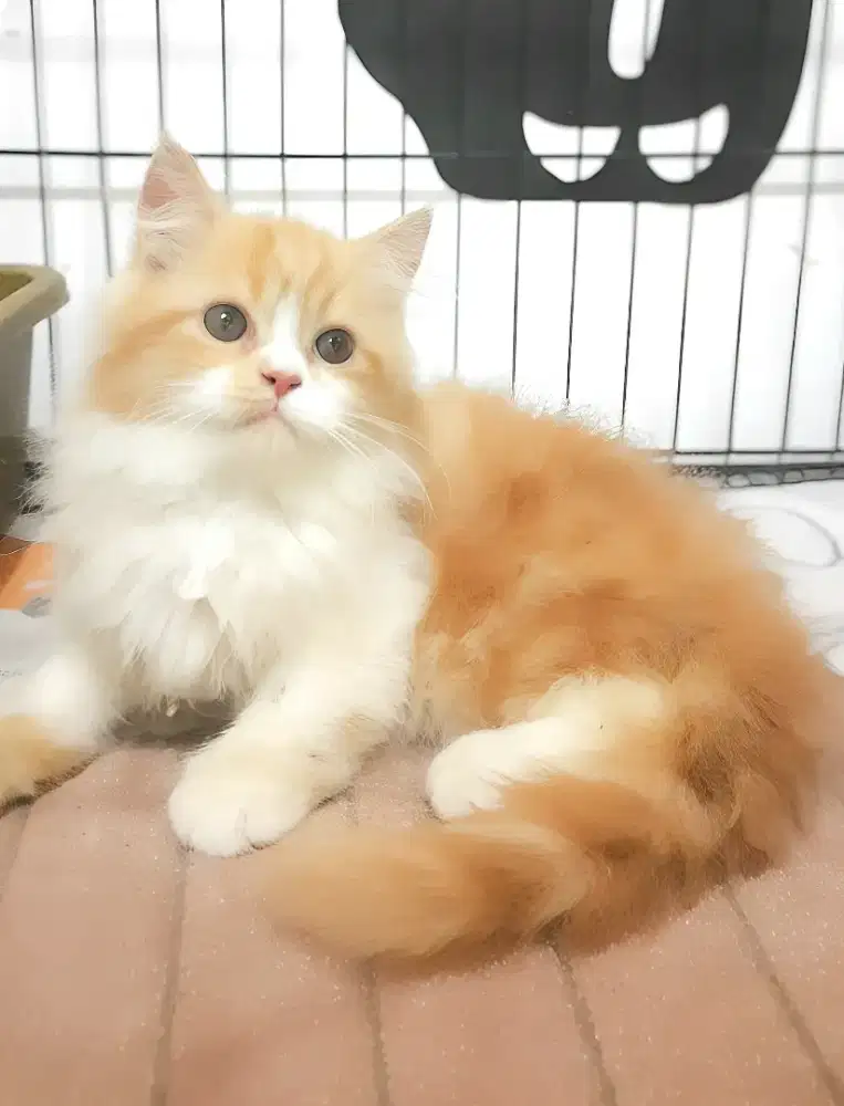 Kucing persia flatnose jantan