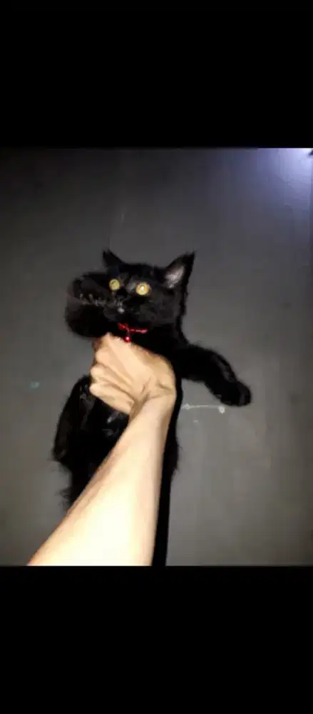 Kitten persia mix bsh