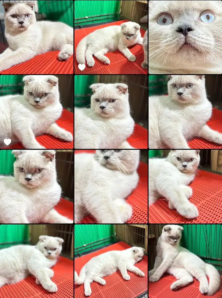 Scottish fold blue eyes jdh in munchkin exo bsh fortune cat