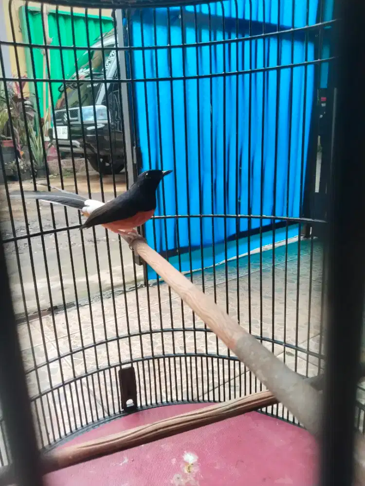 Murai batu hutanprestasian