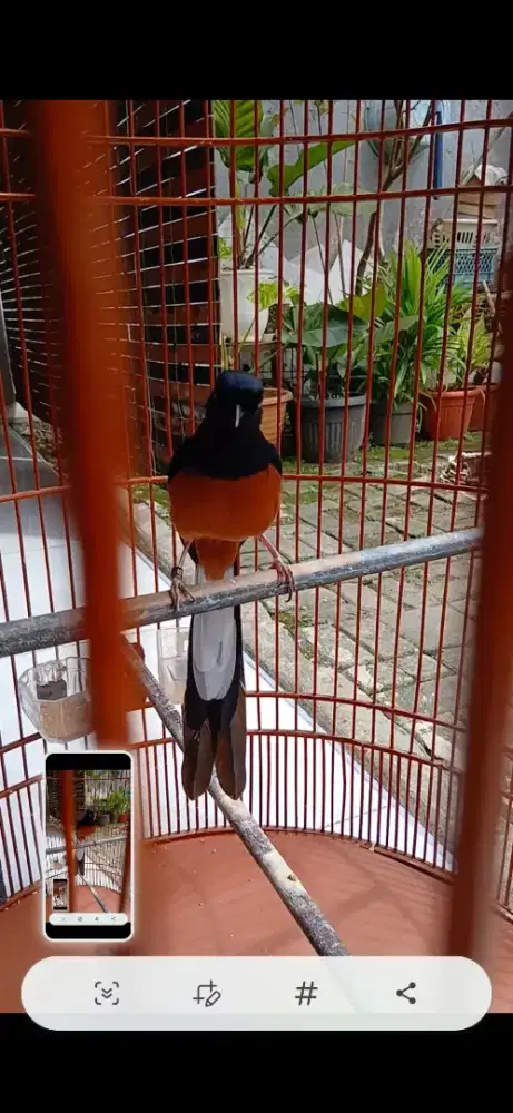 murai batu medan gacor isian bayak