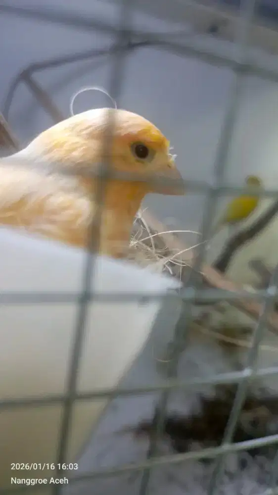 Kenari Sepasang Produksi