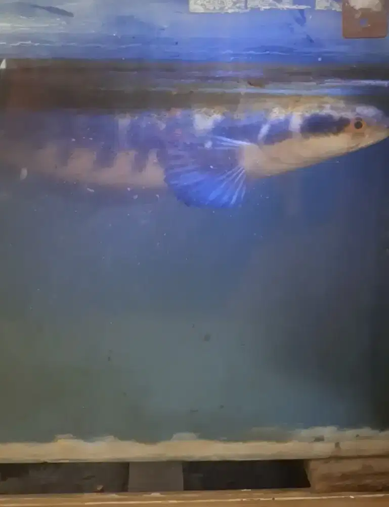 IKAN YS MARU CANA / CHANNA YELLOW SENTARUM