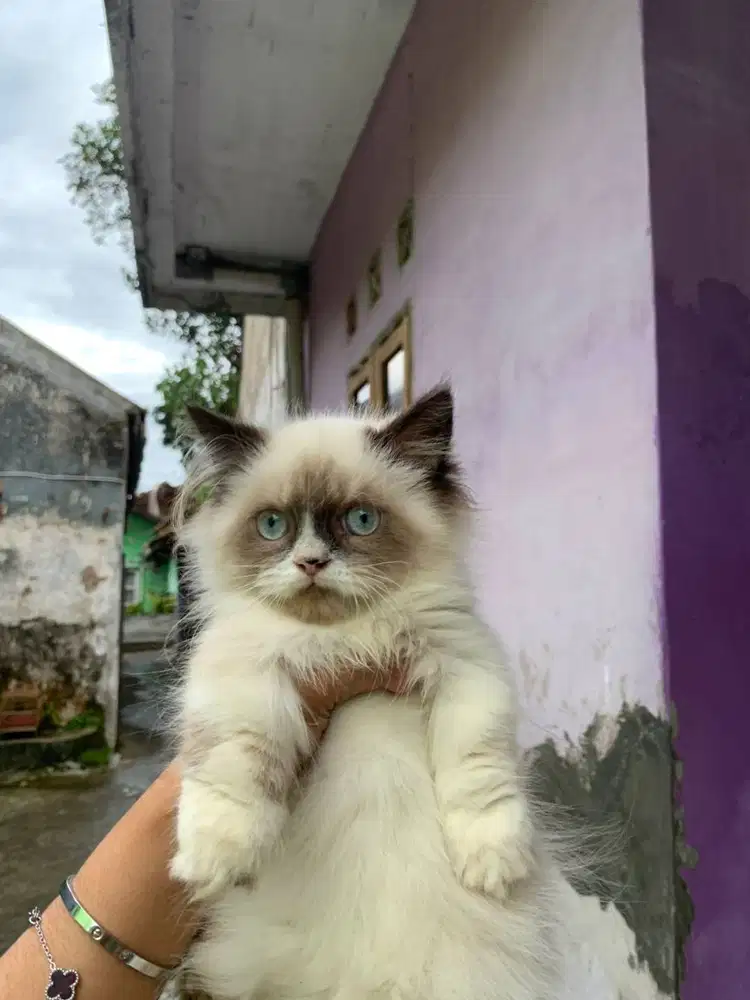 munchkin jantan/bsh/ragdoll/himalaya