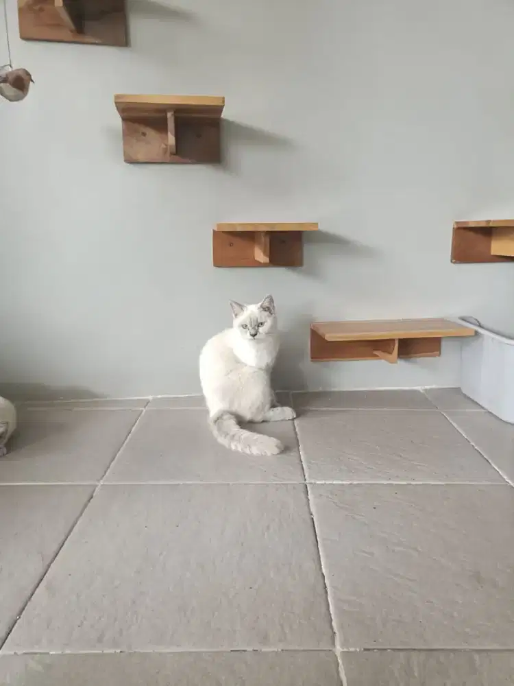 British Shorthair Silver Taby Betina 7bln