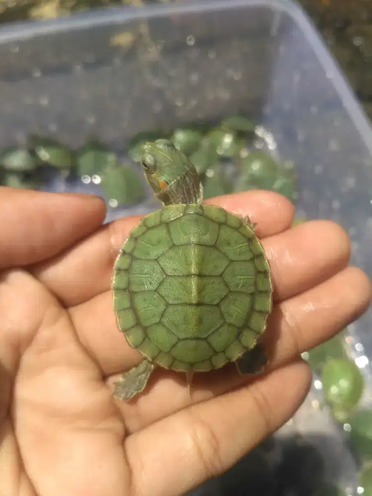 Kura-kura Brazil Anakan Sehat & Aktif – Ready Stok