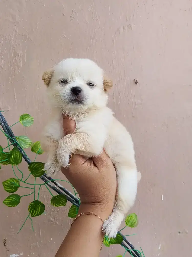 Minipom mix Shitzu betyna