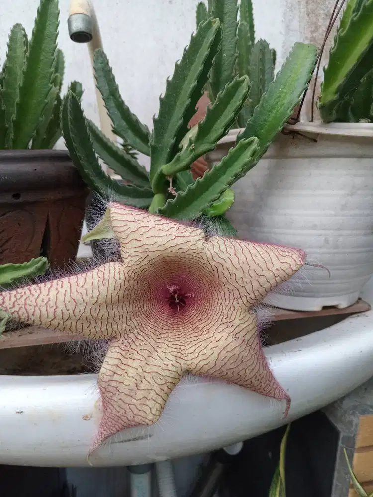 Tanaman Bunga bintang laut (stapelia gigantea)