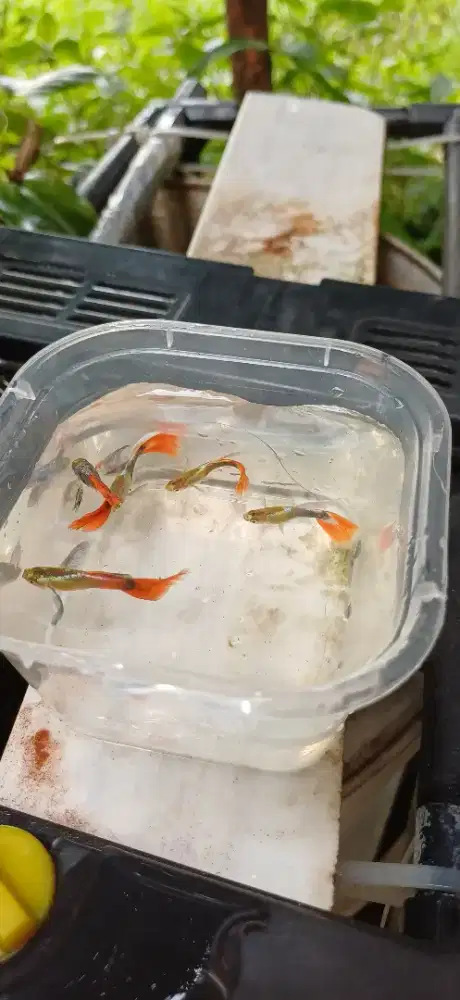 Jual Ikan Guppy