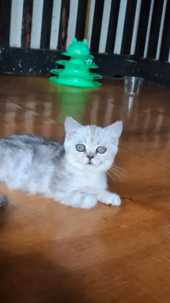 munchkin jantan/bsh/scottish/peaknose