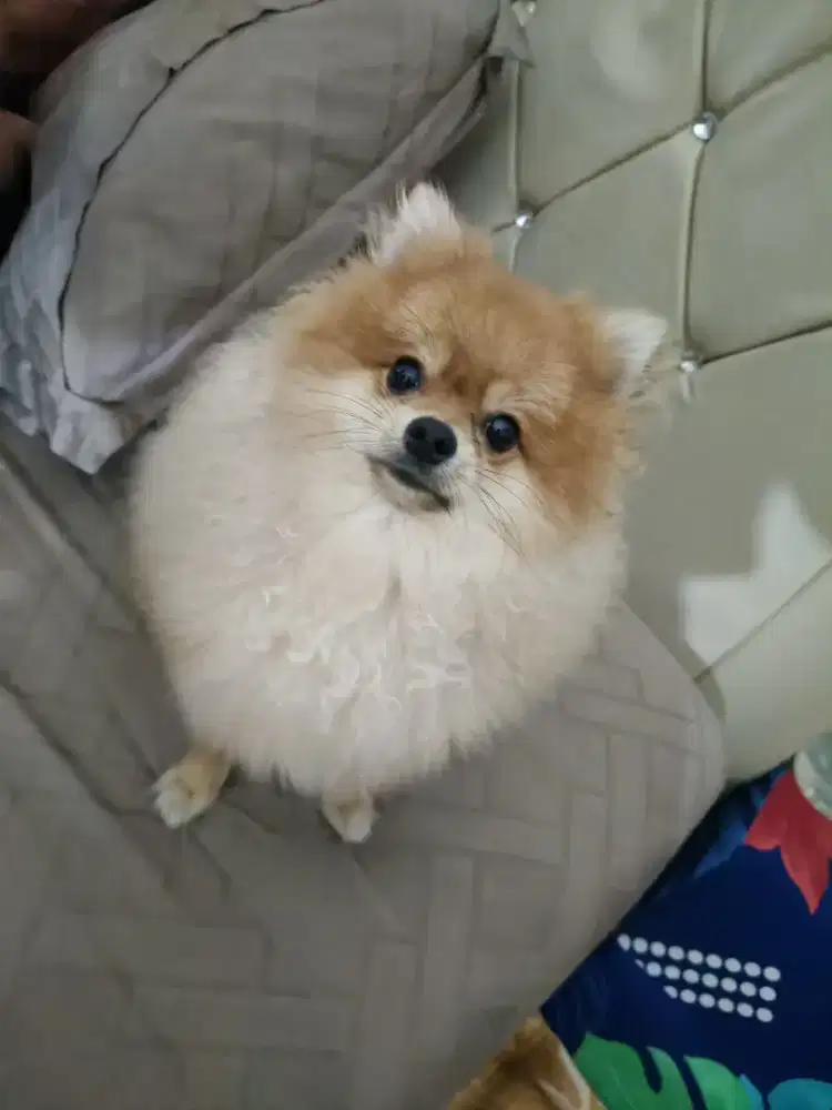Anjing super mini pom