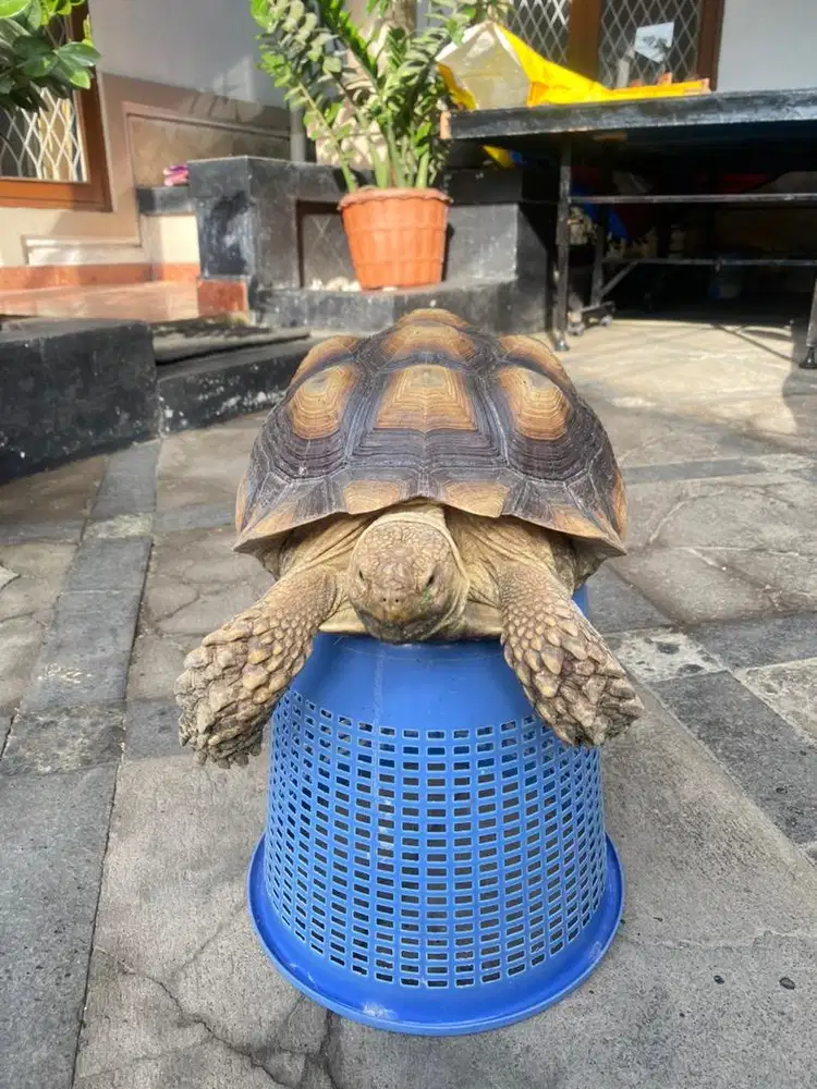 KURA KURA SULCATA UKURAN -+28CM