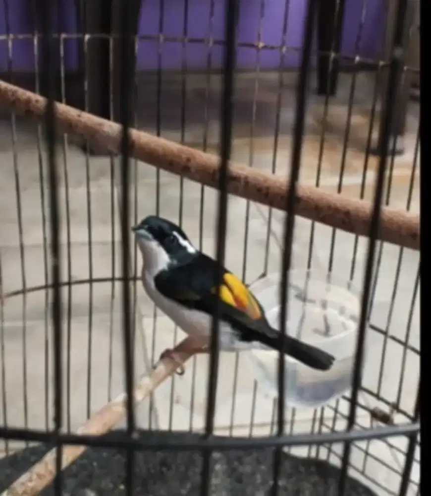 Burung Ciu Besar atau cendek kembang