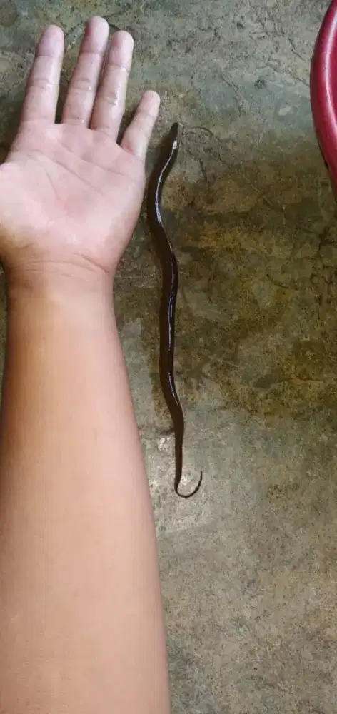 Bibit belut berkualitas