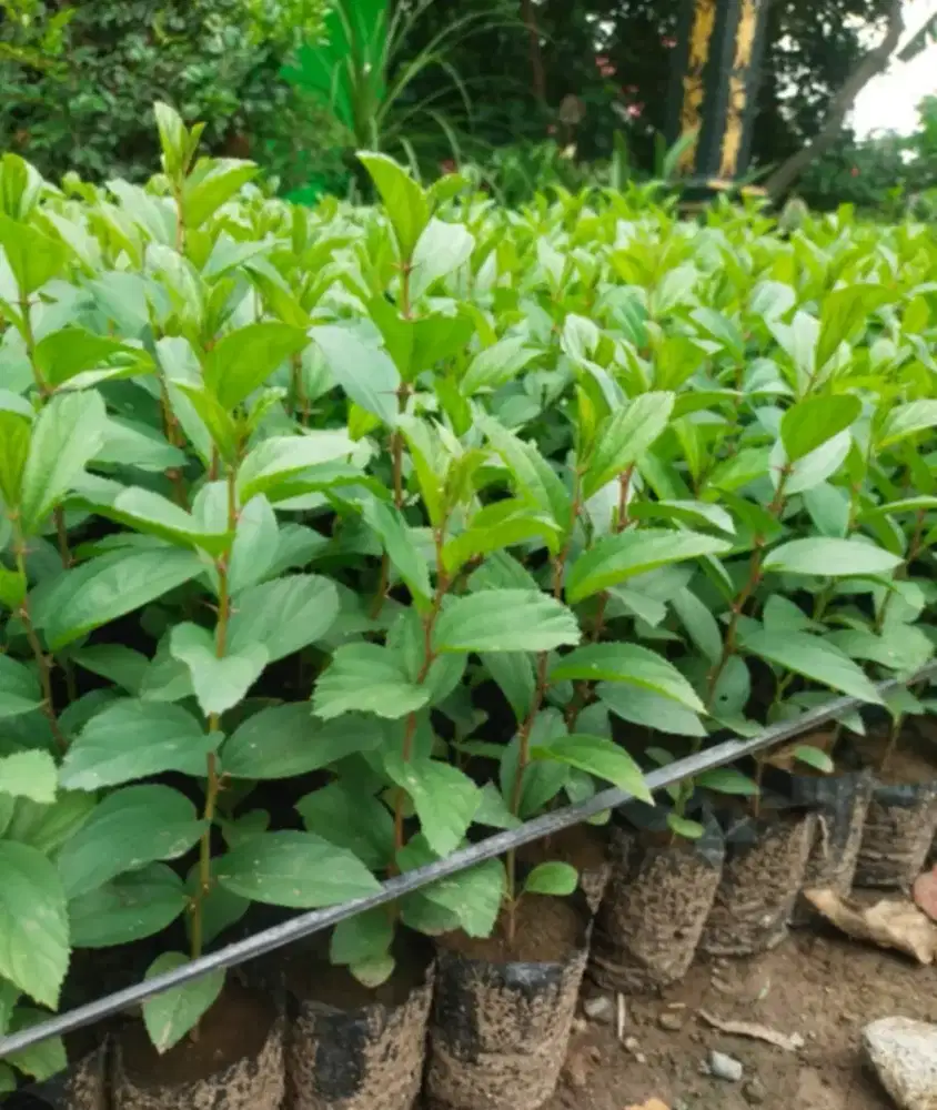 Bibit Daun Bidara Arab Sidr Bisa Ditanam di dalam Pot