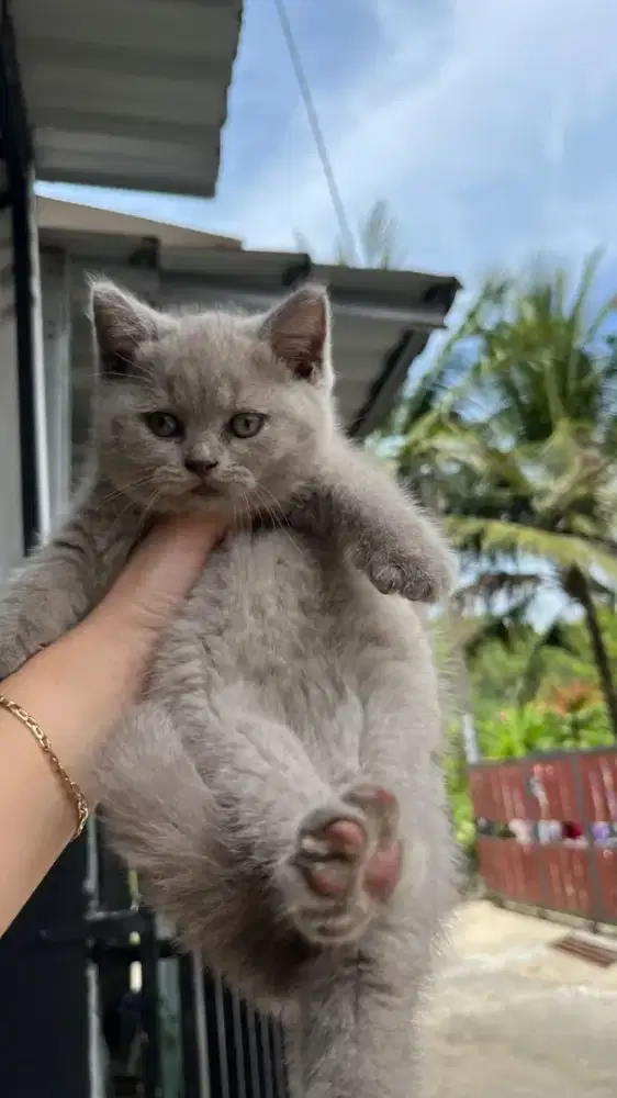 British shorthair pure nonped