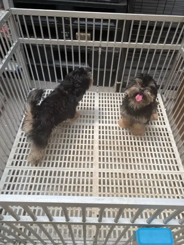 mini shihtzu blacktan all female