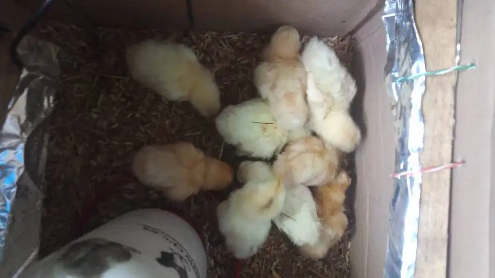 AYAM DOC ELBA SEHAT2