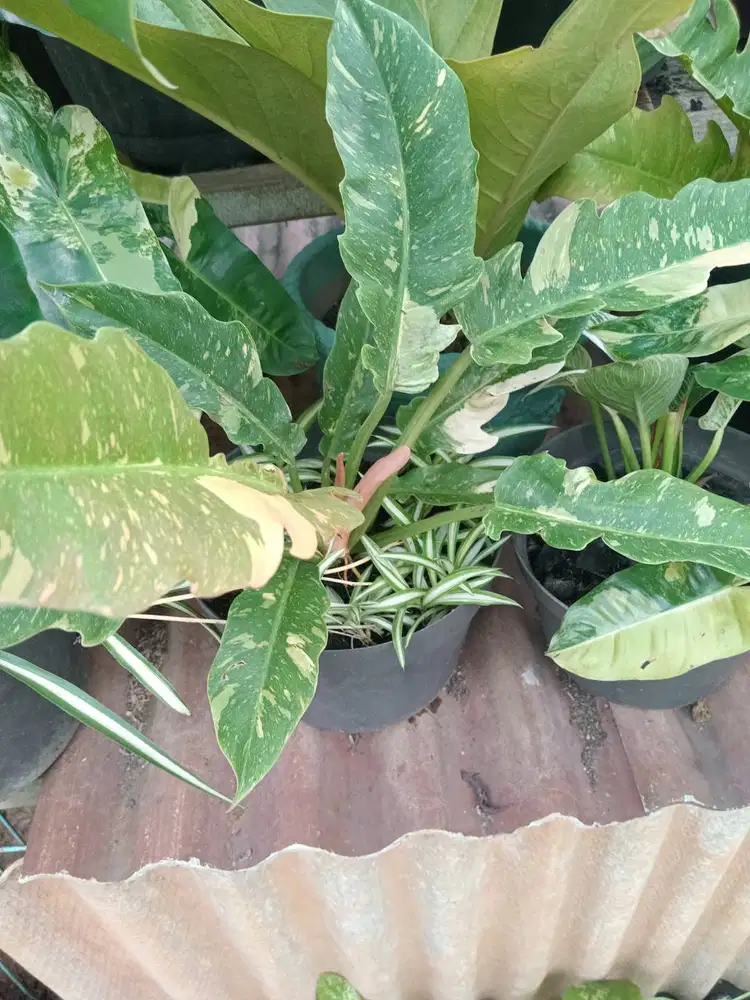 Tanaman hias Philo ring of fire