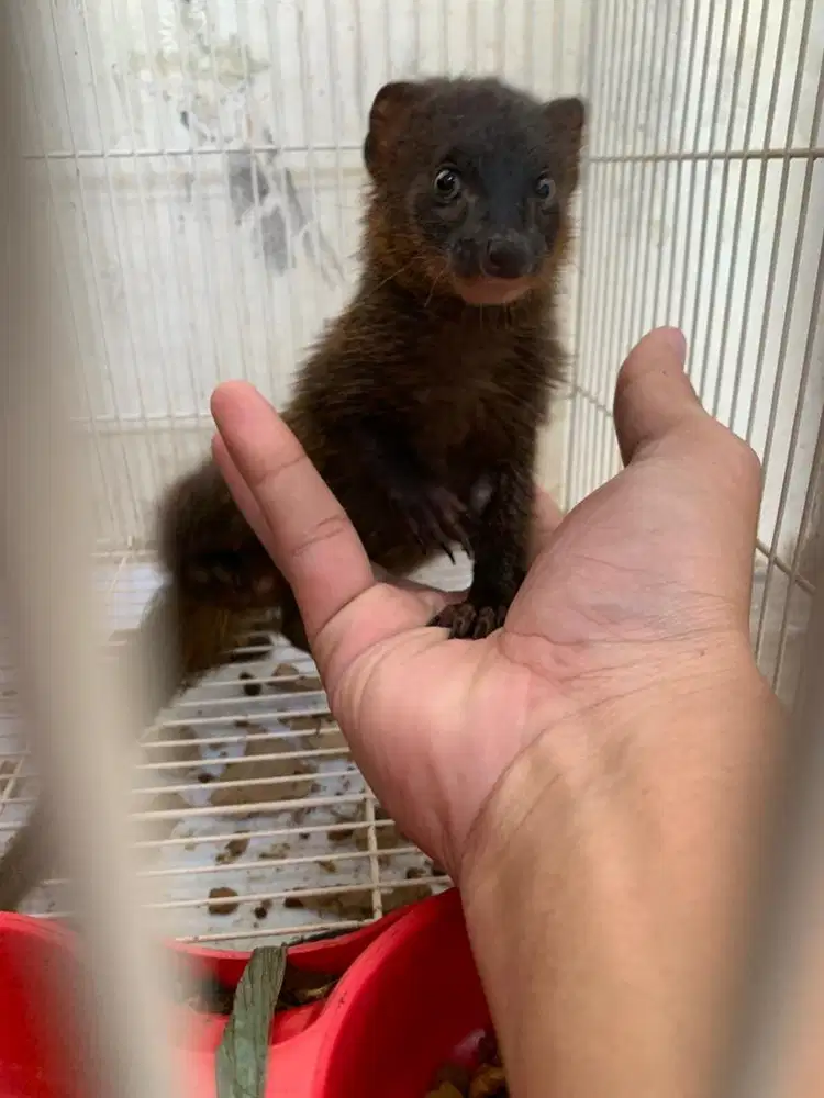 Hewan jinak, garangan temannya musang