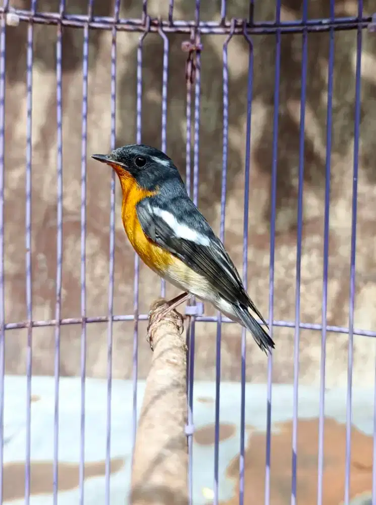 Burung mugimaki jantan