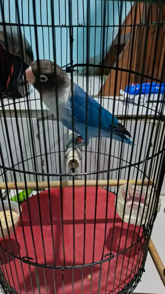 Burung lovebird (LB)