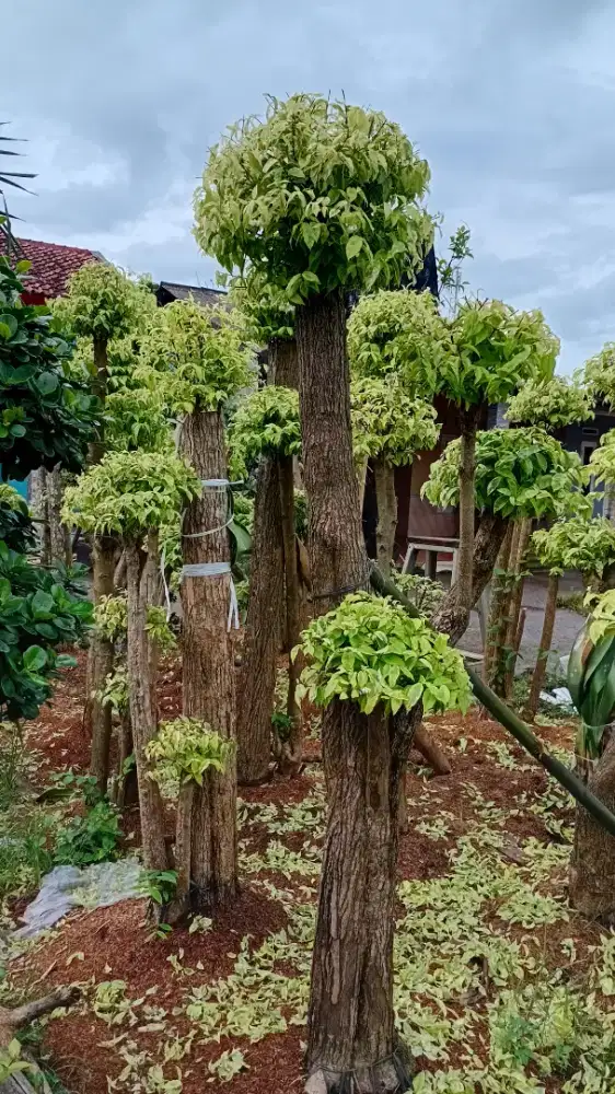 bonsay anting putri dan tanaman hias