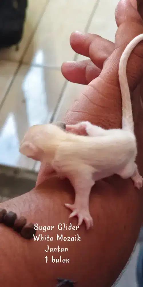 Sugar Glider White Mozaik