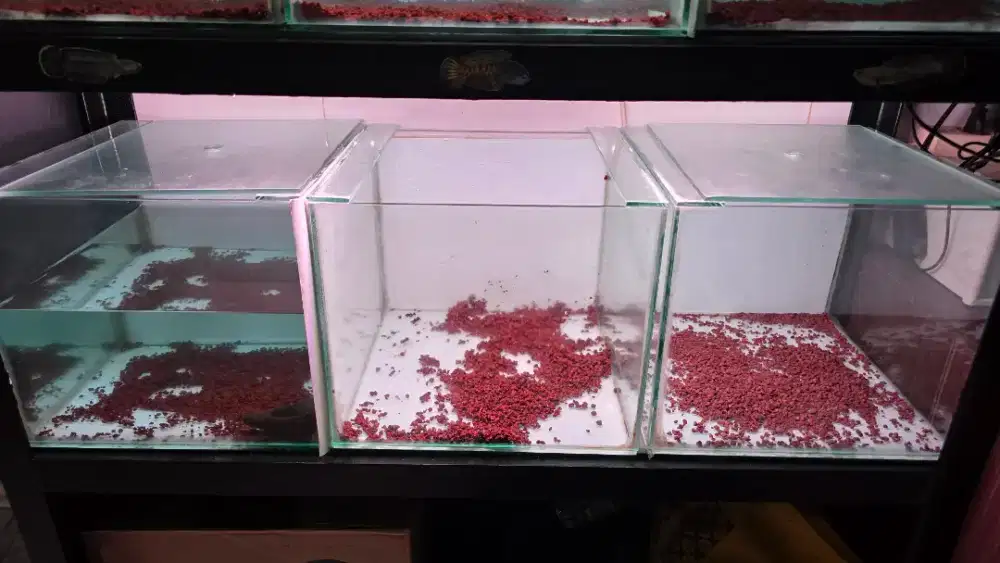 Aquarium masih bagus