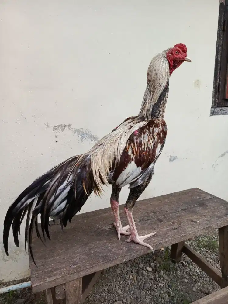 Jual ayam Siam bangkok