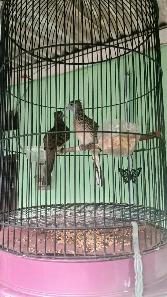 Perkutut Bangkok trah Alvin bf