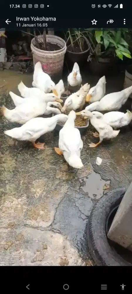 Jual cepat Bebek Peking